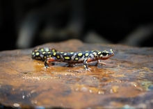 SCZ Azerbaijan Newt's avatar