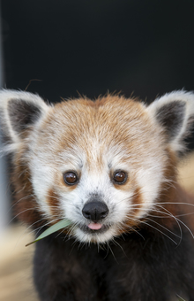 Team Red Panda's avatar