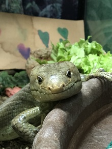 Brandywine Zoo's avatar
