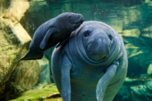 Manatee Lagoon's avatar