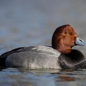 9:25 Remsburg ENV 101 Fall 2025's avatar