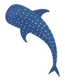 the whale sharks's avatar