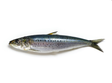 Sustainable sardines's avatar