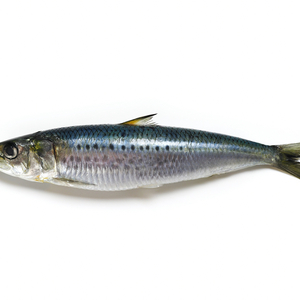 Sustainable sardines's avatar