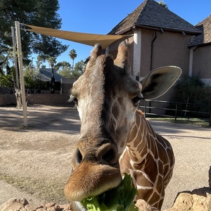 Reid Park Zoo's avatar