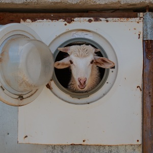 CORINNE DANNER's avatar