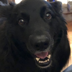 Kim Blackwolf's avatar