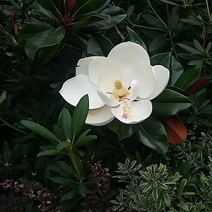 Sally  Taylor 's avatar
