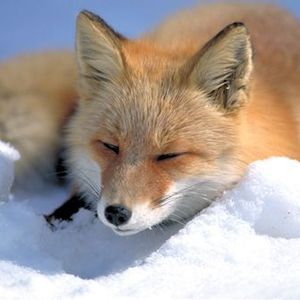 Clio .'s avatar