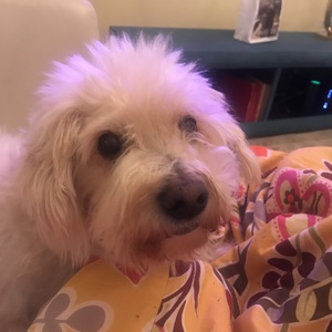 maggie hoehn's avatar