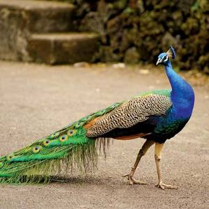 N Bhagi's avatar