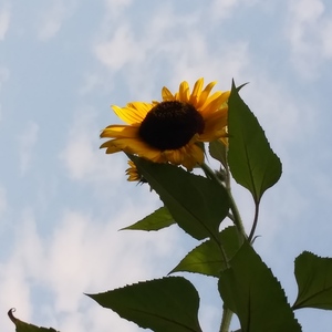 Sharon Cook's avatar