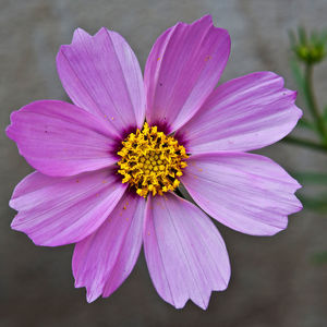 Lilah Kirby's avatar