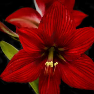 Lukas Tulkowski's avatar