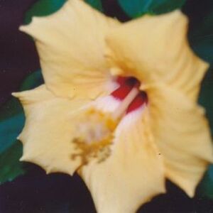 Mary Hanks's avatar