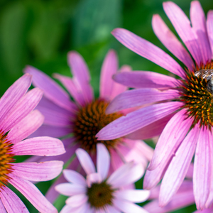 Cynthia Price's avatar