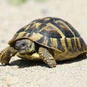 Alin Blenche's avatar