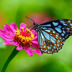 Diana Trinh's avatar