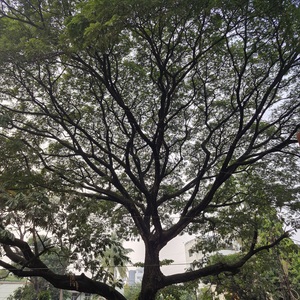 Adwaith Prasad's avatar