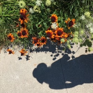 Talia  Linneman's avatar