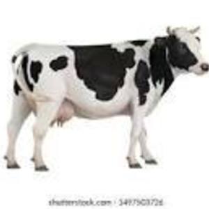 Gina Ni's avatar