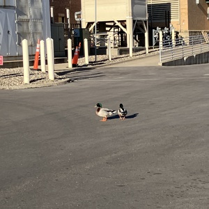 Cecilia Wright's avatar