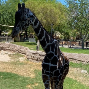 Gia Nelson's avatar
