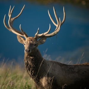 Tyler Menke's avatar