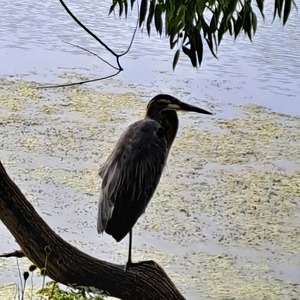 Anne Kaplan's avatar