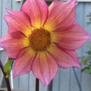 Glenda Harrison's avatar