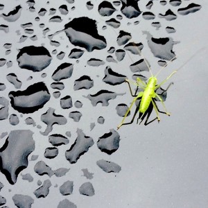 Iolanda Citti's avatar