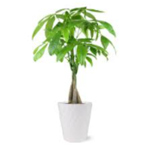 Berk Banchiere's avatar