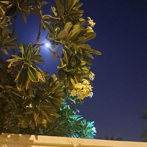Shaista Hussain's avatar
