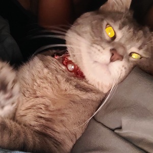 Samantha  Redmon's avatar