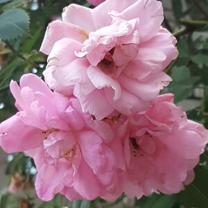 Denise Coon's avatar