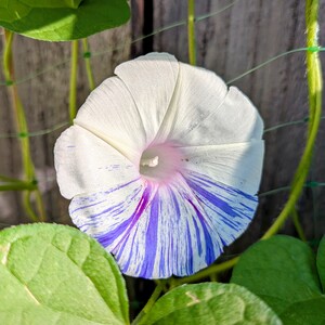 Neely Heubach's avatar