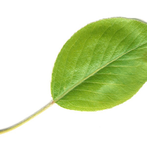 Muhammed Faisal Kalathingal's avatar