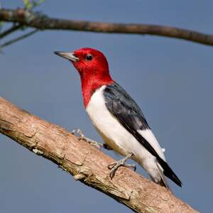 Evening Hade's avatar