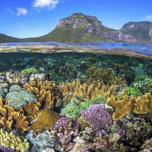 Le Chuc Anh Nguyen's avatar