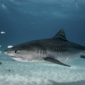 Kilika Hasegawa's avatar