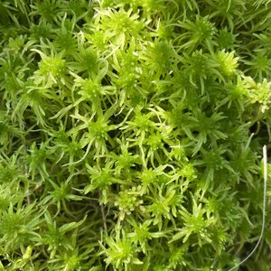 Emma Wegener's avatar