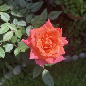 Nathalie Alaves's avatar