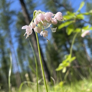 Angie Adams's avatar