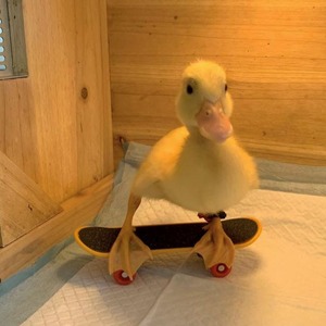 Karla Avalos's avatar