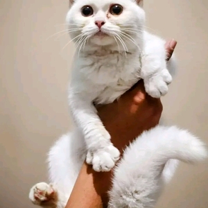 Kiki Hendrian's avatar