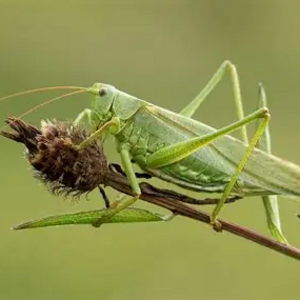 Alisha Boswell's avatar