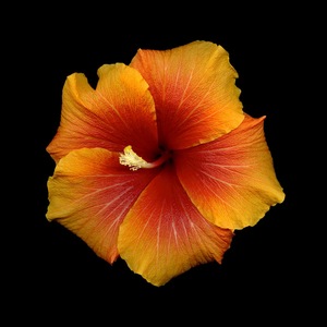 Jasmine Alvarez's avatar