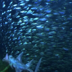 Reham Kassab's avatar