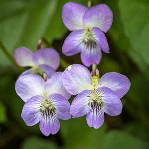 Natalie Haberman's avatar