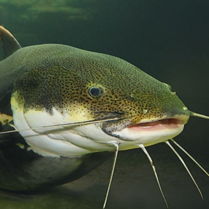 Maeve Nieva's avatar